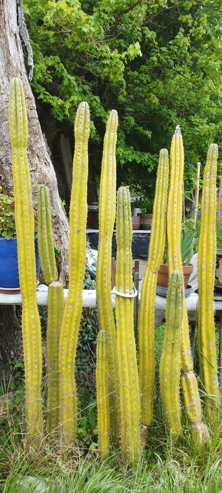 Cactus 60 Bassens (33)