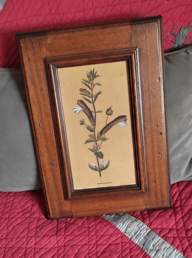 Cadre ancien vintage en bois et gravure d'une plante 22 Limoges (87)