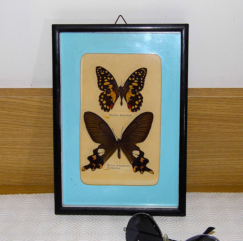 Cadre papillons sous verre collection Taxidermie 30 Dunkerque (59)