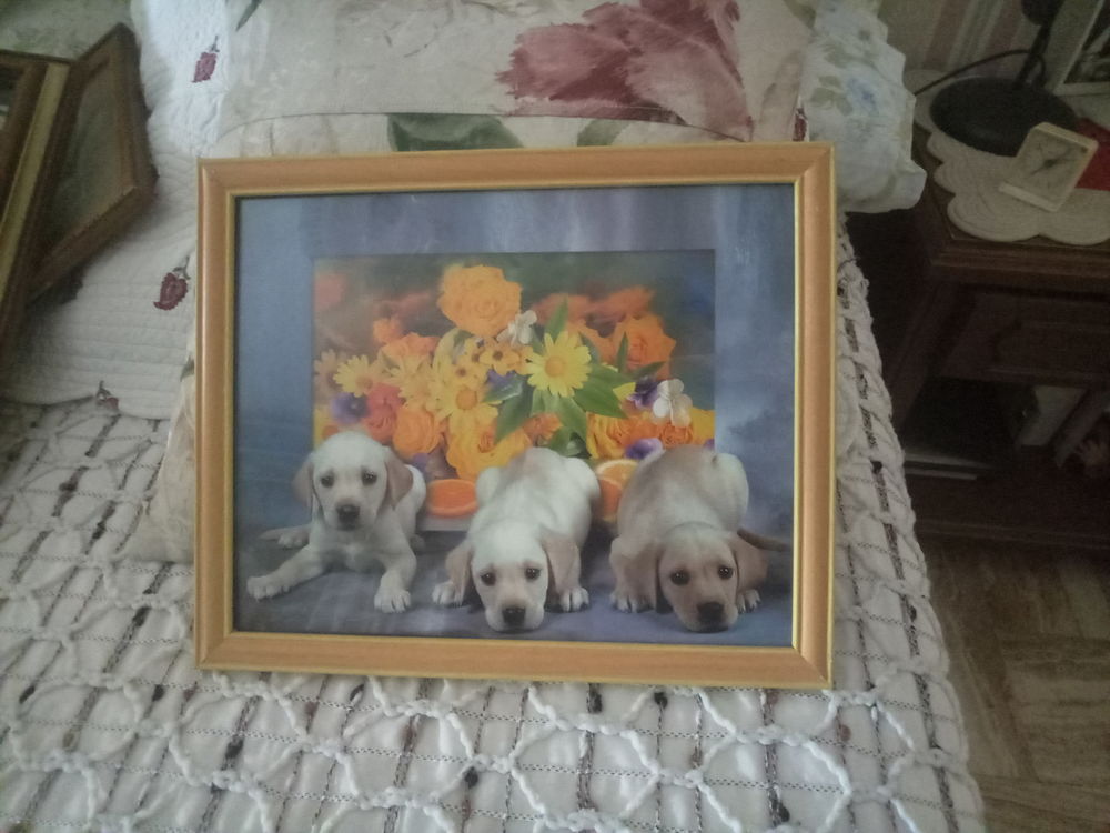 CADRE PHOTO TROIS PETITS CHIENS LABRADOR 33 X 27 cm 10 Grasse (06)