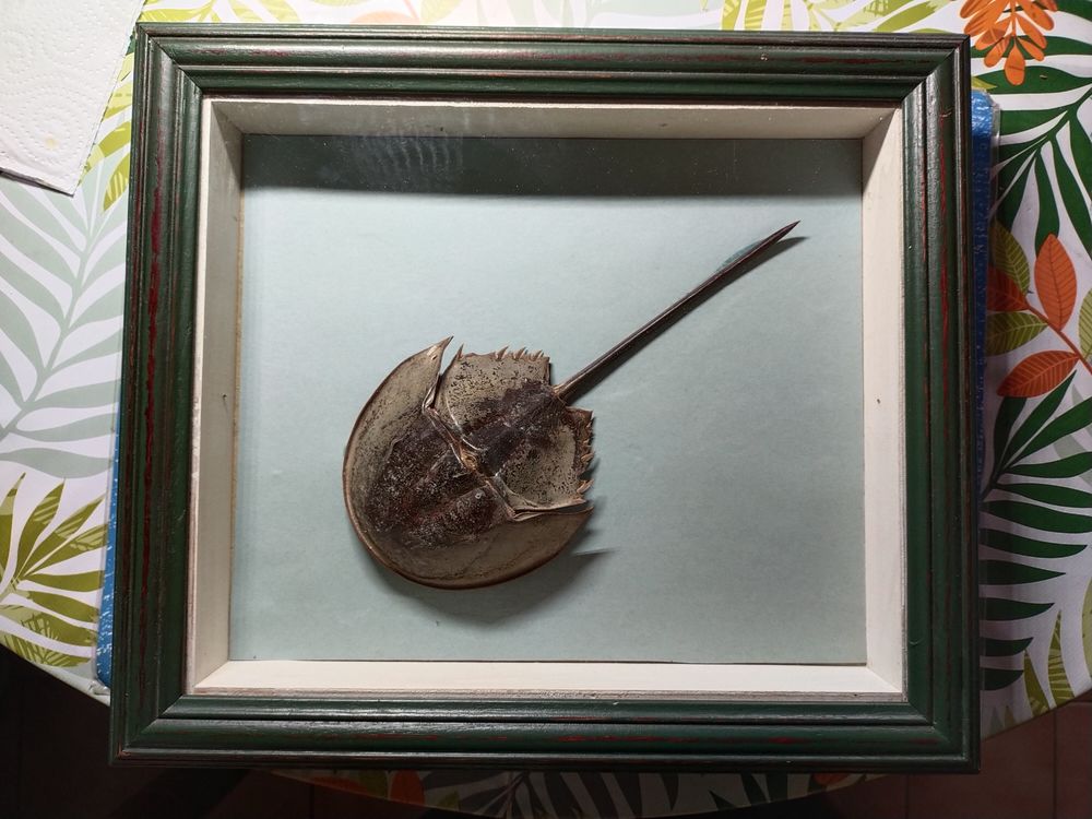 cadre vitrine limule atlantique 100 Dolus-d'Ol�ron (17)