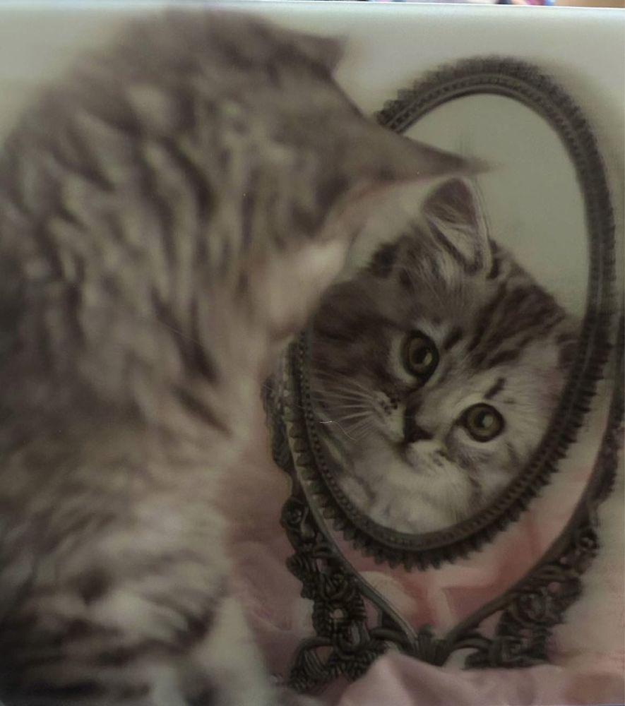 cadre 3D. 5 Sabl�-sur-Sarthe (72)