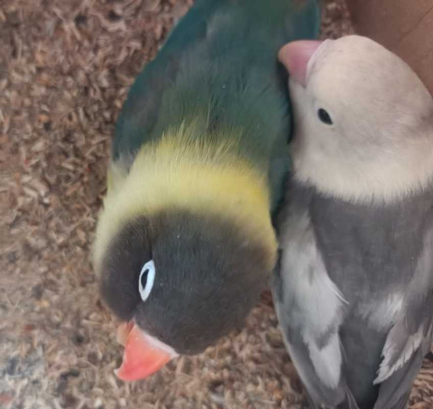 cage avec couple ins�parables 90 Morschwiller-le-Bas (68)