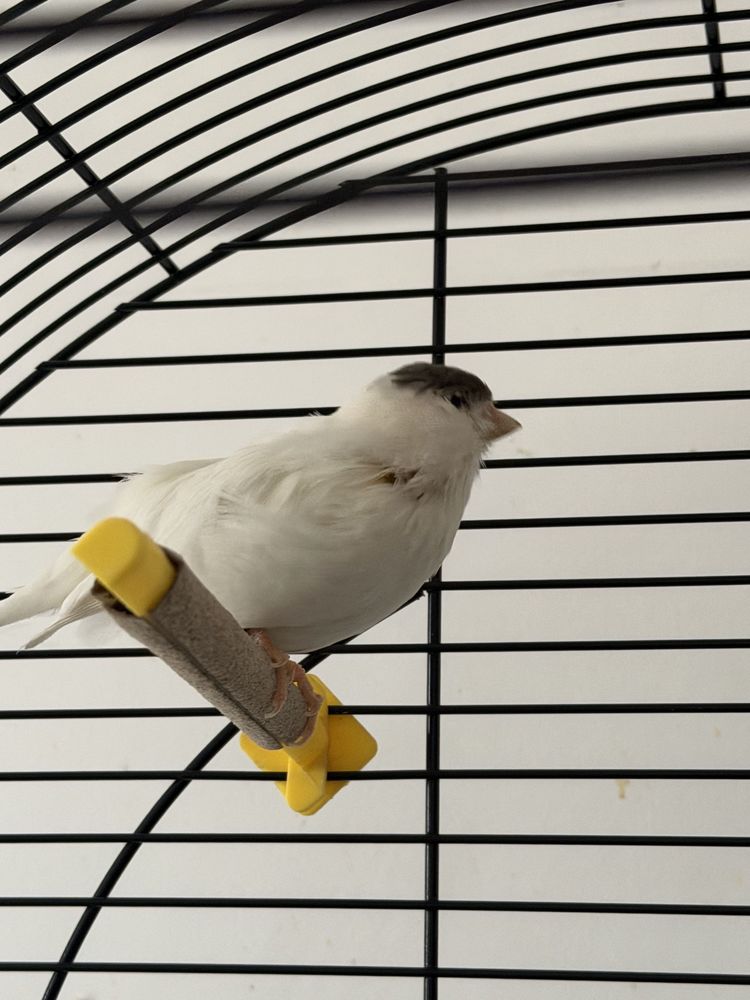 cage de canari gloster 80 Champagne-sur-Oise (95)