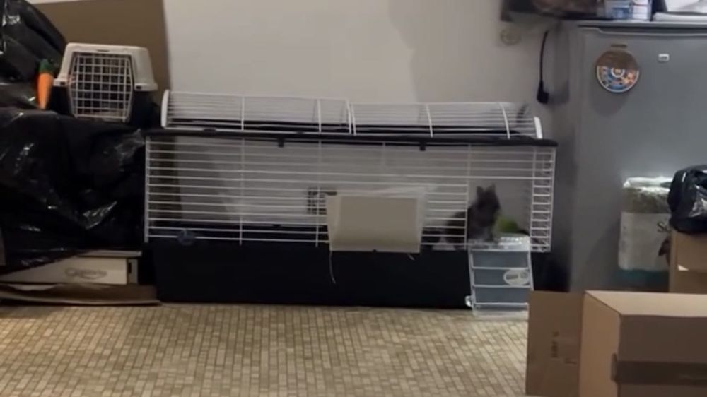 Cage/enclos 80 Meaux (77)