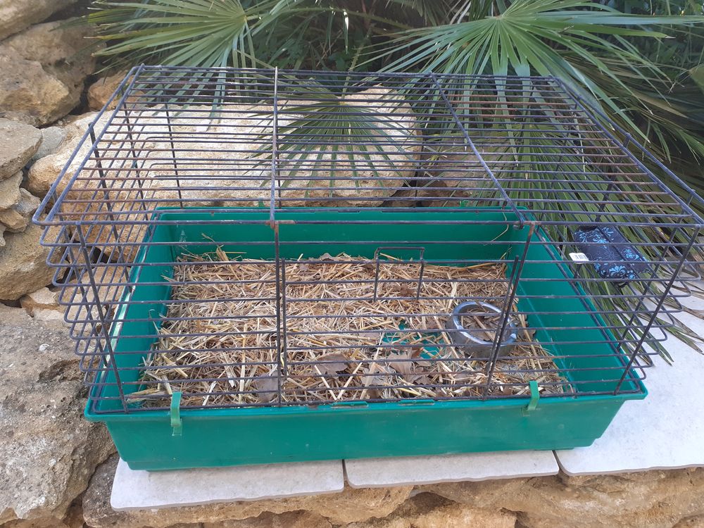 Cage � lapins 20 Istres (13)