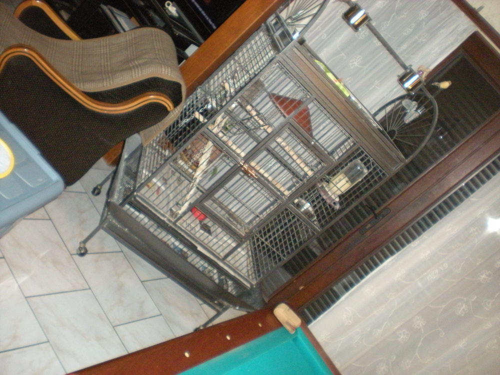 cage  oiseau  CAESAR  pour PERROQUETprix neuf: 225 euros 175 Parentis-en-Born (40)