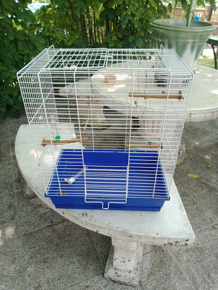 cage a oiseaux bon etat 20 Latrecey-Ormoy-sur-Aube (52)
