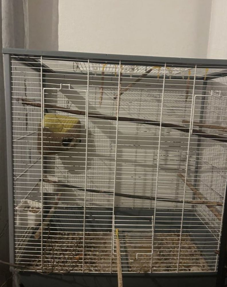 cage oiseaux 100 Nanterre (92)