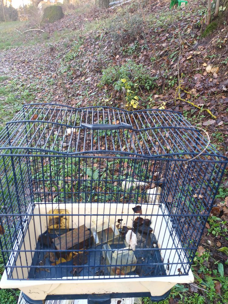 cage oiseaux 10 Allemagne-en-Provence (04)