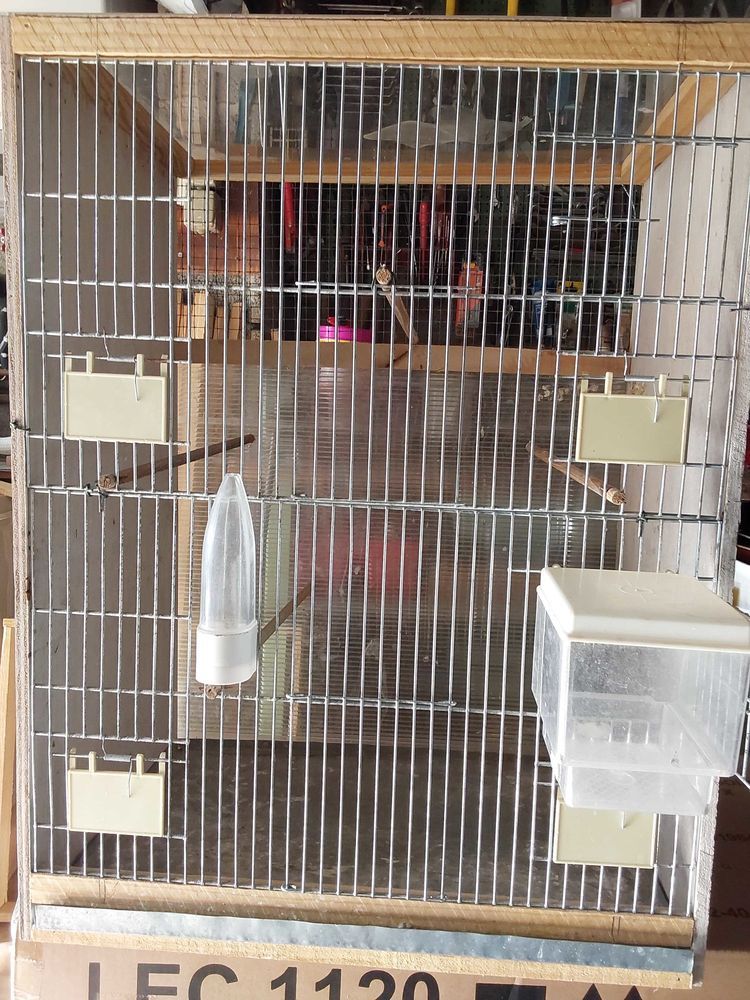 cage oiseaux 30 Saintes (17)
