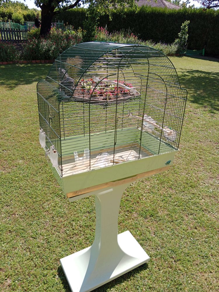 cage oiseaux 20 Ch�teaubernard (16)