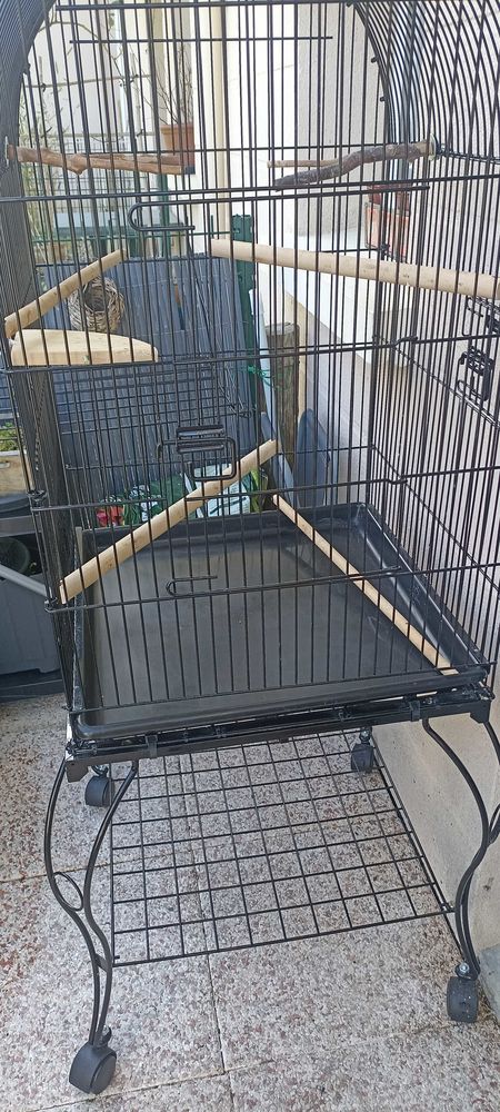 cage oiseaux 50 Saumur (49)