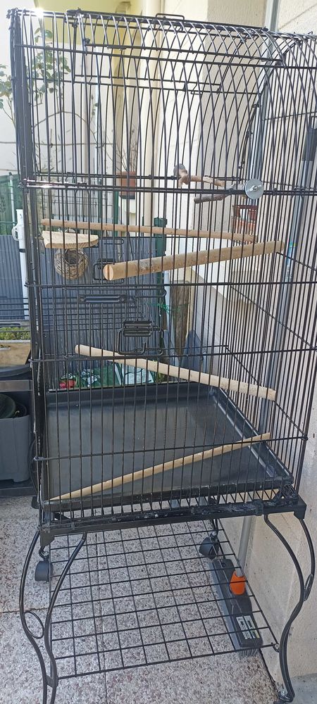 cage oiseaux 50 Saumur (49)