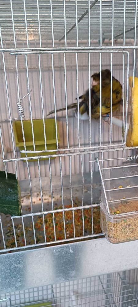 cage pour oiseaux 30 Annecy (74)