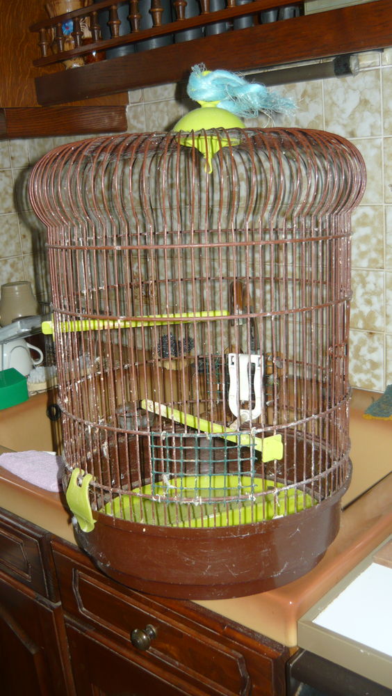 cage ronde  pour petits oiseaux 0 Châtillon-en-Vendelais (35)