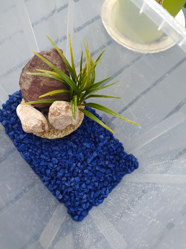 Cailloux Aquarium 3 Reims (51)