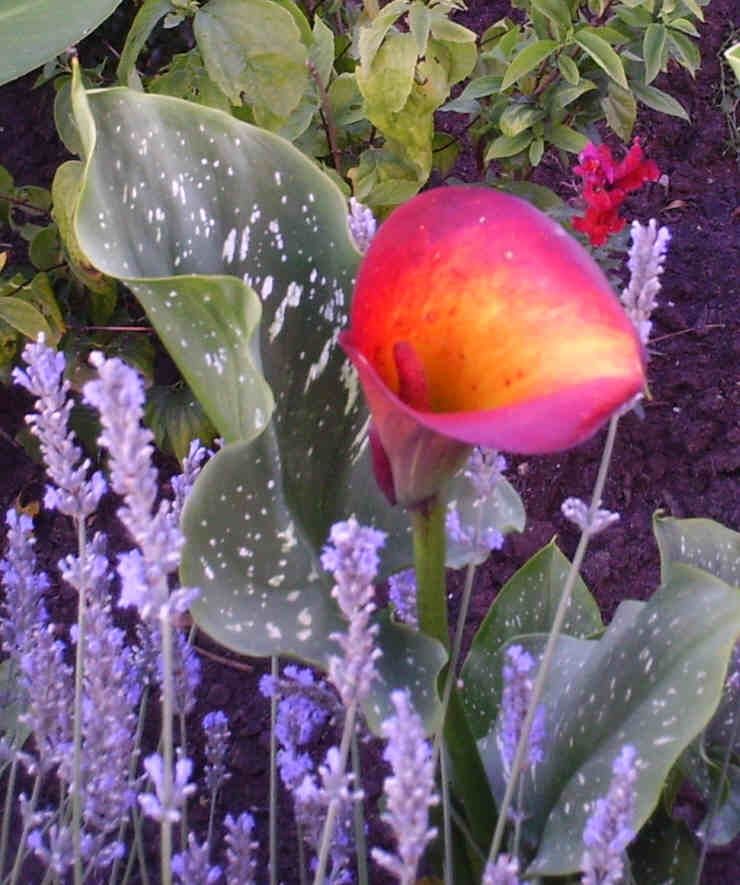 20 callas 30 Saint-Vincent-de-Reins (69)