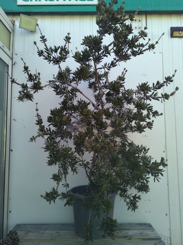 Callist�mon Blanc en pot de 20l 45 Cuers (83)