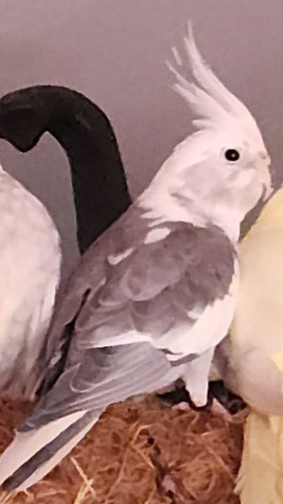 calopsitte male 2025 40 Cl�r�-sur-Layon (49)