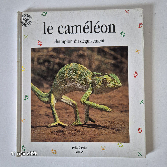 Cam�l�on acrobate multicolore et champion du d�guisement 3 Saumur (49)