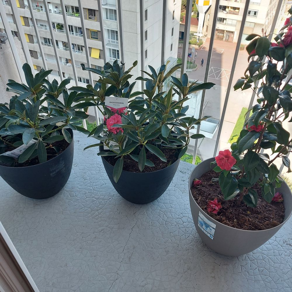 1 camelia dans un grand pot et 2 rhododendrons 0 Boulogne-Billancourt (92)