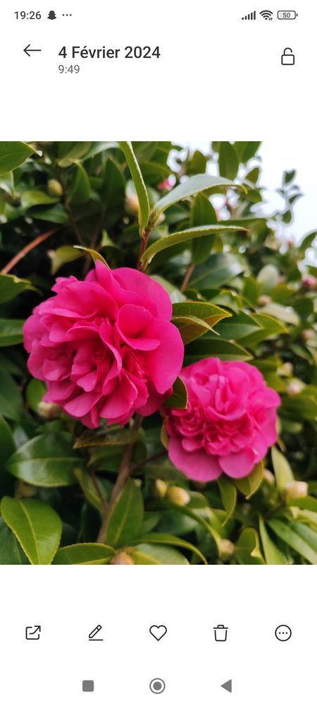 Cam�lia 30 Saint-Hilaire-du-Harcou�t (50)