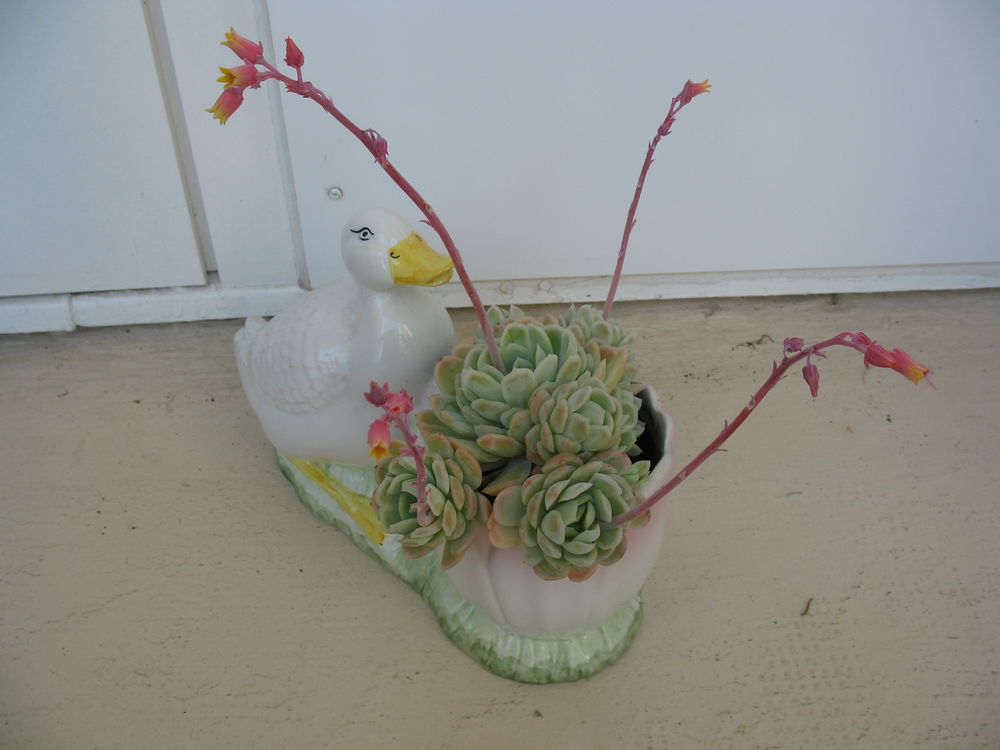 Pot canard avec artichaut Echev�ria 9 Antony (92)