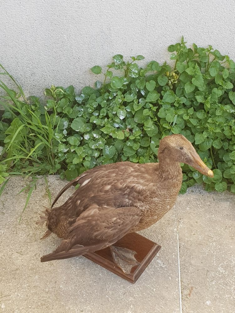 canard eidet taxidermie 1 Rethel (08)