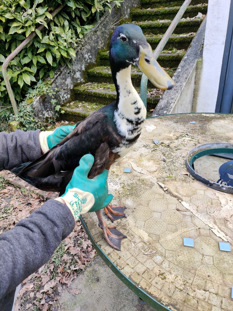 Canard indien coureur. 15 Sciez (74)