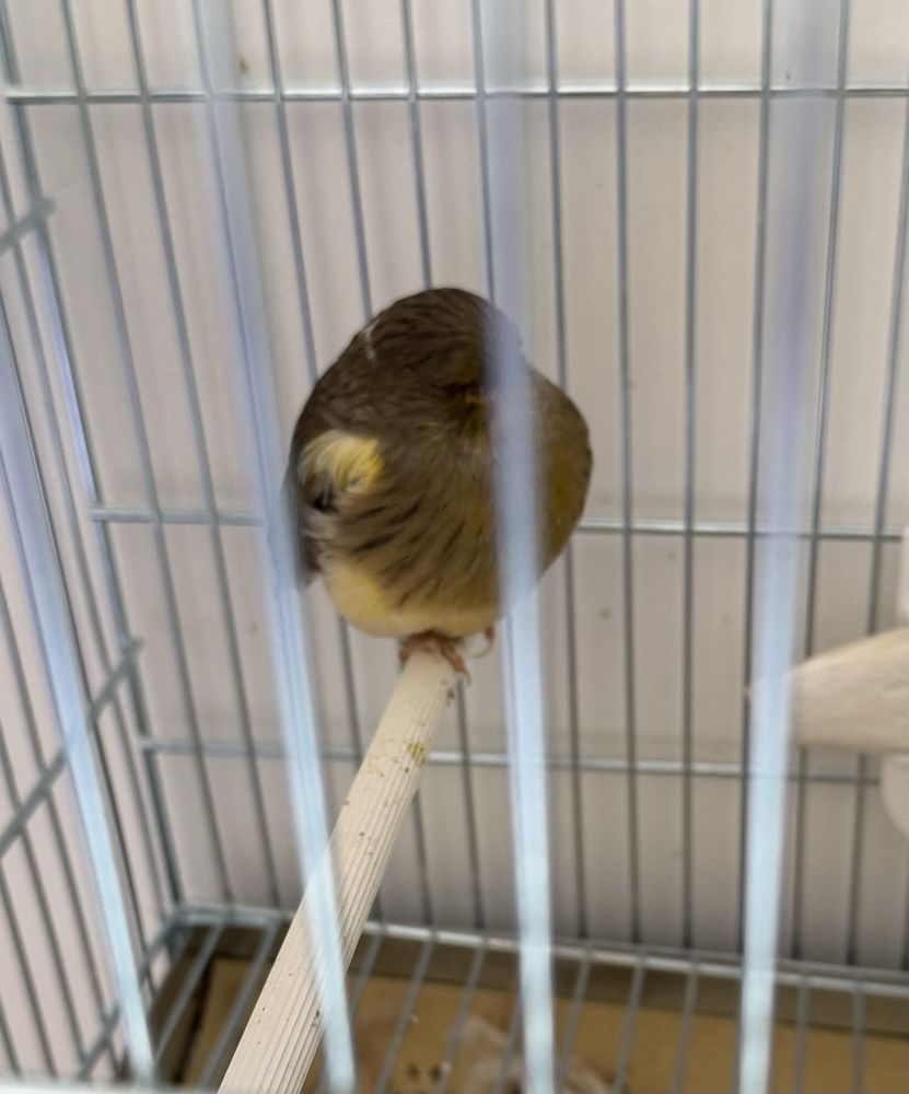 canari gloster 60 Champagne-sur-Oise (95)