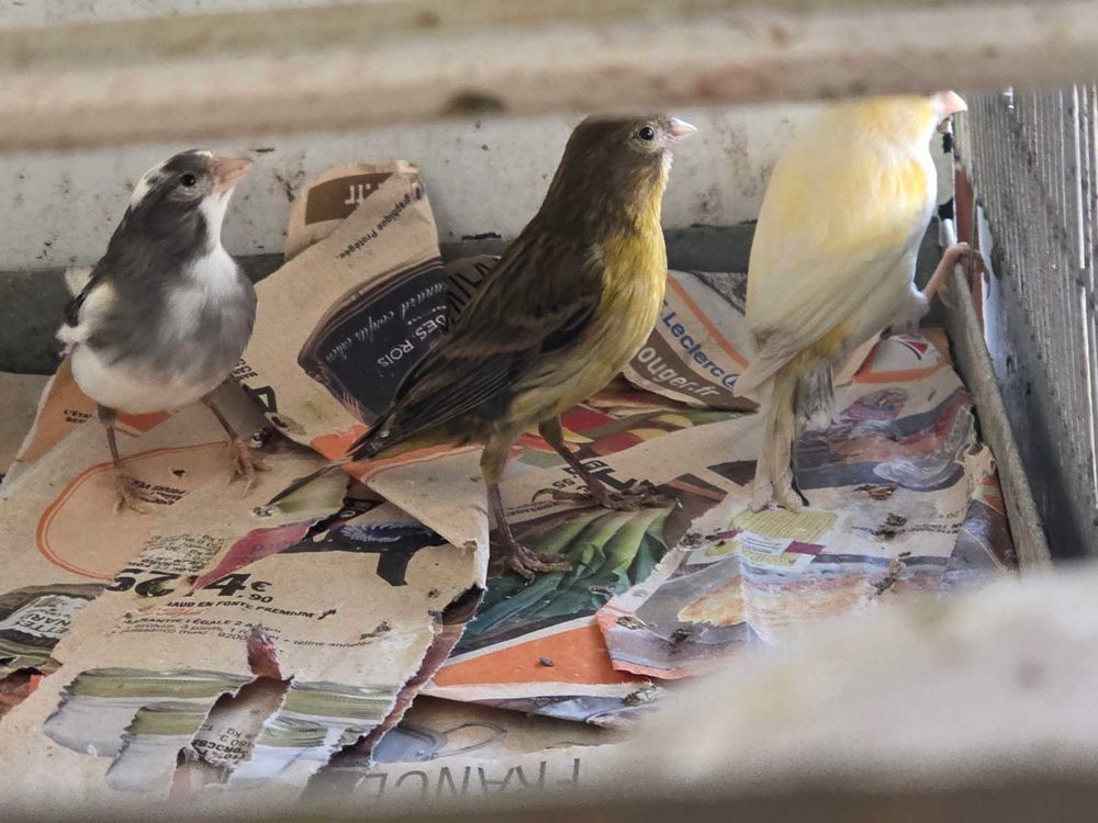 canari trimbado espagnol 30 Amb�s (33)