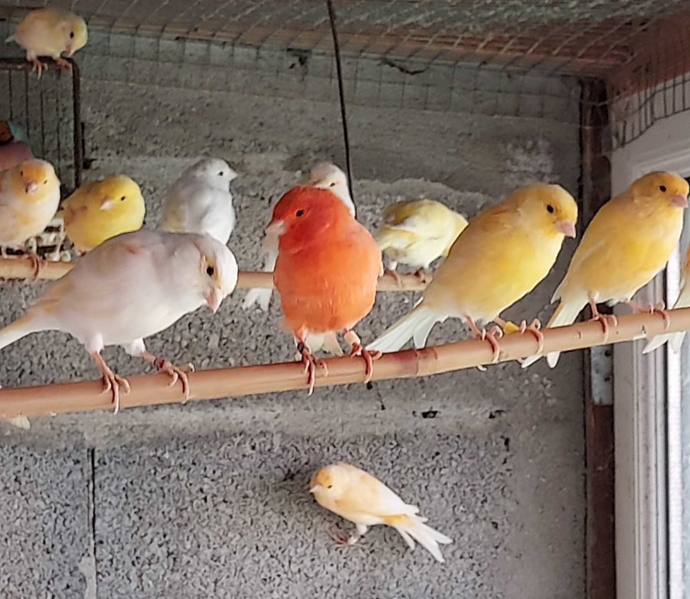 canaris chanteurs 30 La Cambe (14)