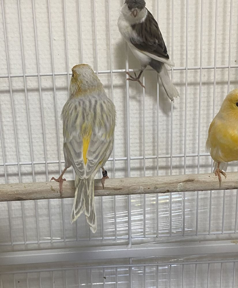 canaris oiseau 0 Cognac (16)