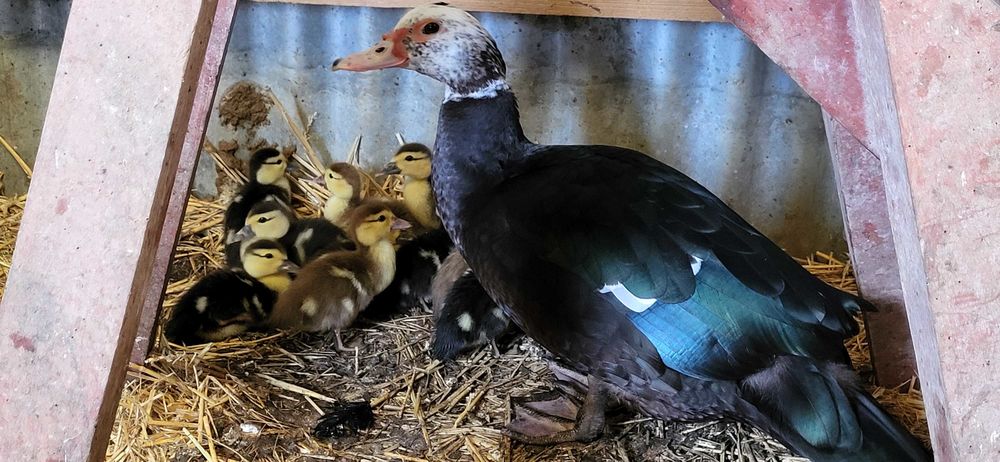 Canetons de Barbarie couleur chocolat... 10 Chalandray (86)