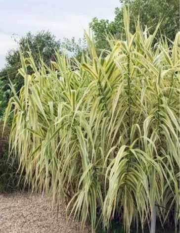 canne de province blanche  �    prendre sur place 6 Saint-Varent (79)