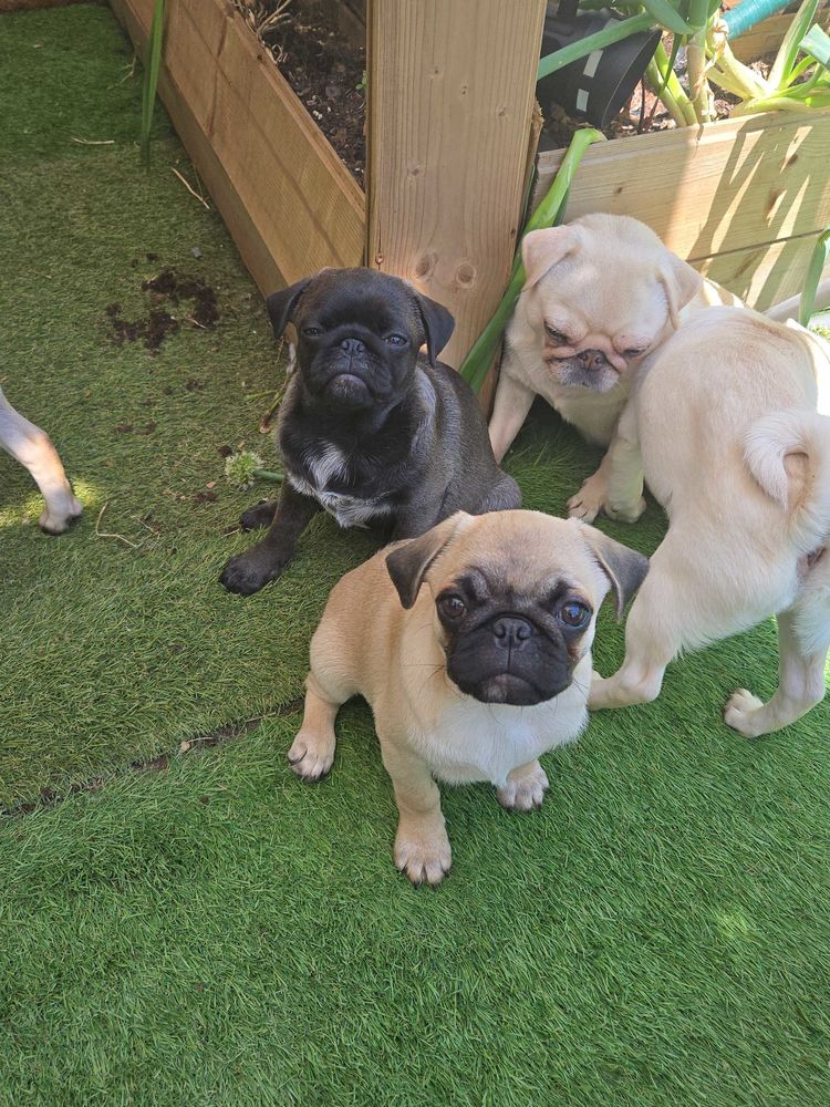 carlin 650 Villeneuve-Loubet (06)