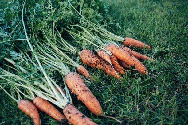 Carottes Fra�ches de ma propre production 0.8 Weitbruch (67)