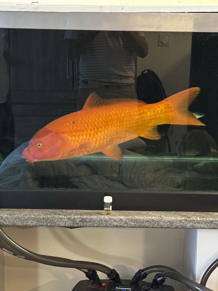 carp Koi 250 Tassin-la-Demi-Lune (69)