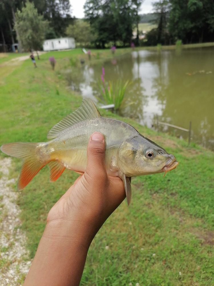 carpes miroir et commune 1 Bief (25)