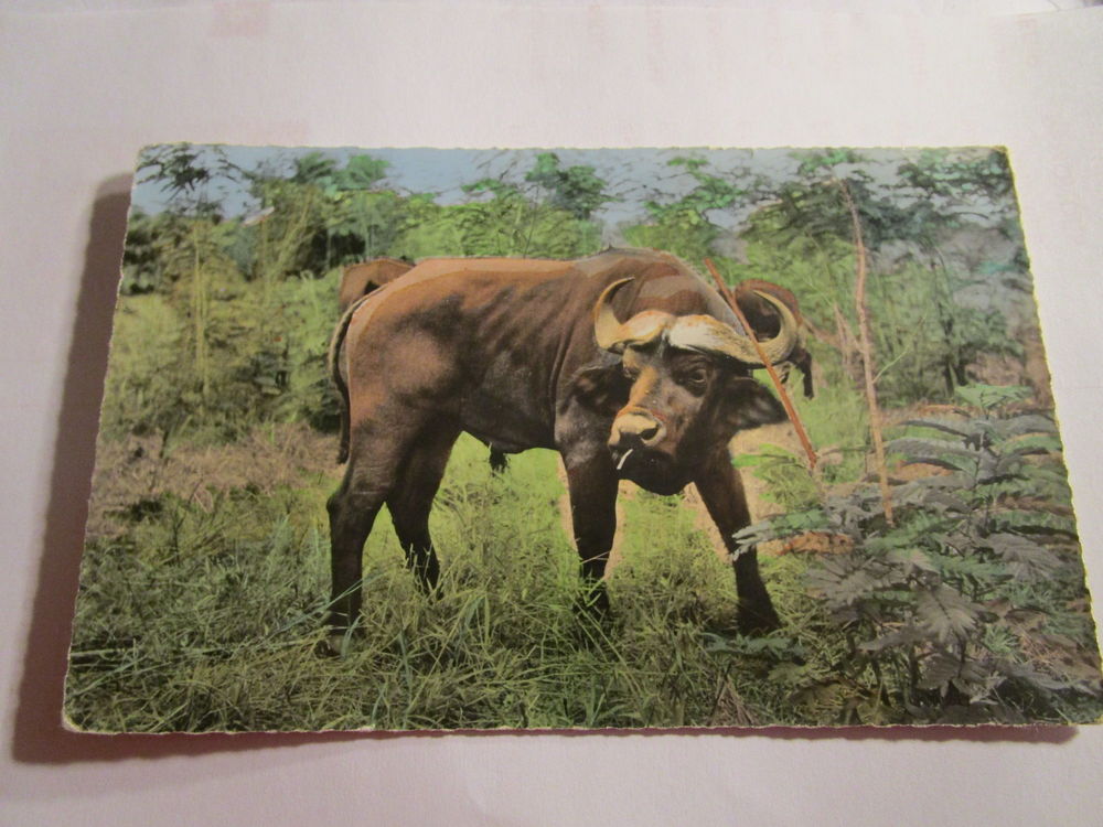 CARTE POSTALE FAUNE AFRICAINE-BUFFLE NOIR  4 Villepinte (93)