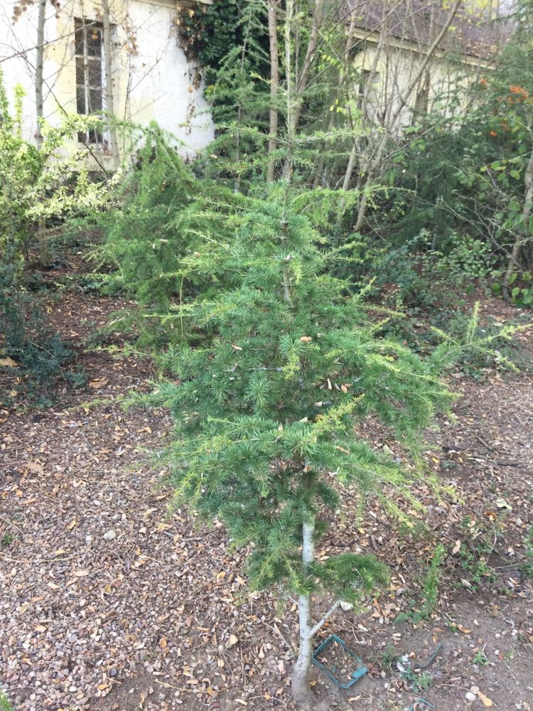 C�dres du Liban 10 Montlouis-sur-Loire (37)