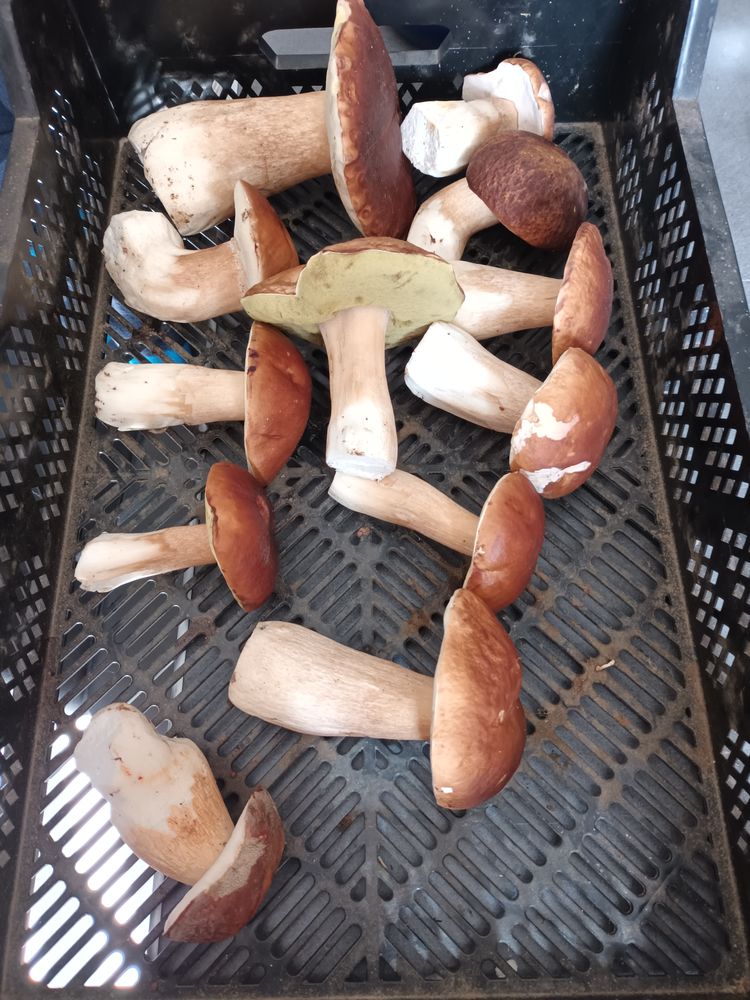 c�pes en charente 15 Mazerolles (16)