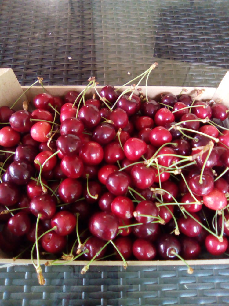 cerises burlat 3 Ch�lons-en-Champagne (51)
