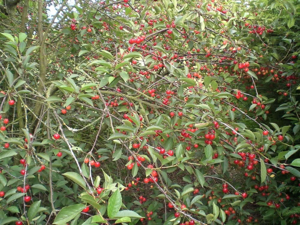 cerisier griotte de montmorency 15 Aire-sur-la-Lys (62)