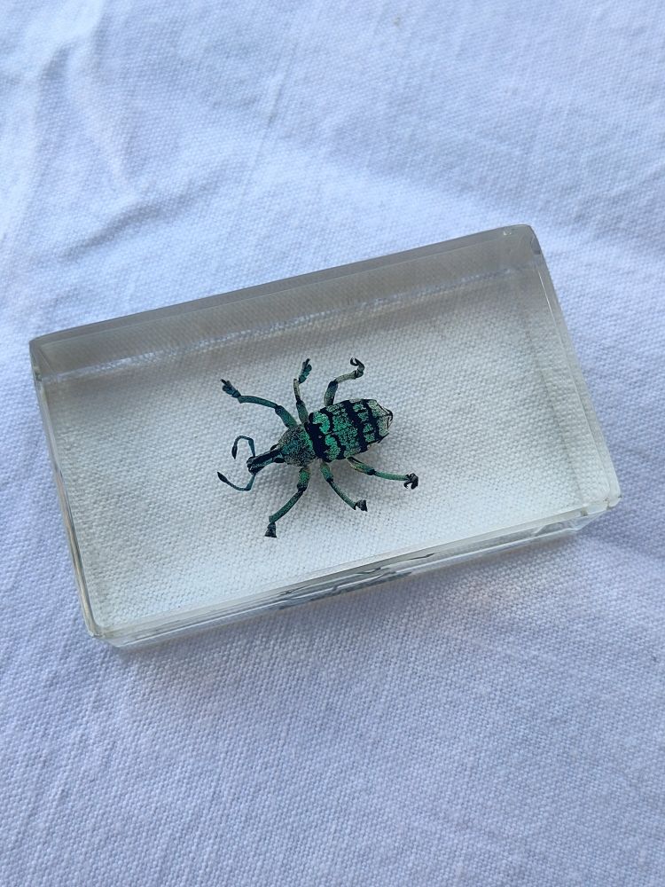 Charan�on bleu 5 Avermes (03)