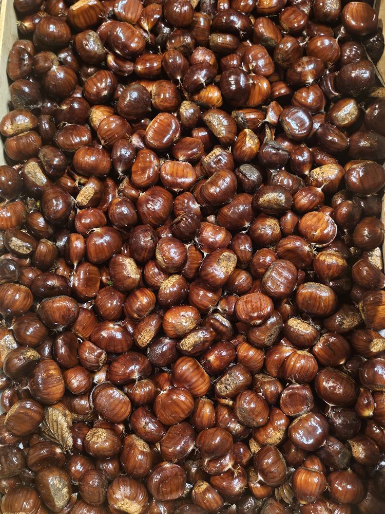 Ch�taignes bio 2024 2 Saint-Ellier-les-Bois (61)