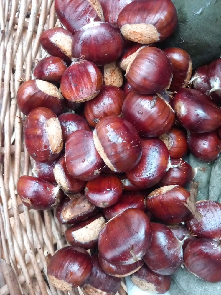 Ch�taignes fra�ches 4 Sorn�ville (54)