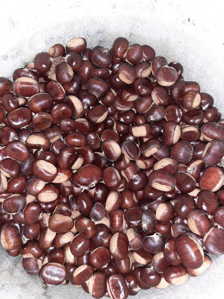 Ch�taignes 2 Panazol (87)