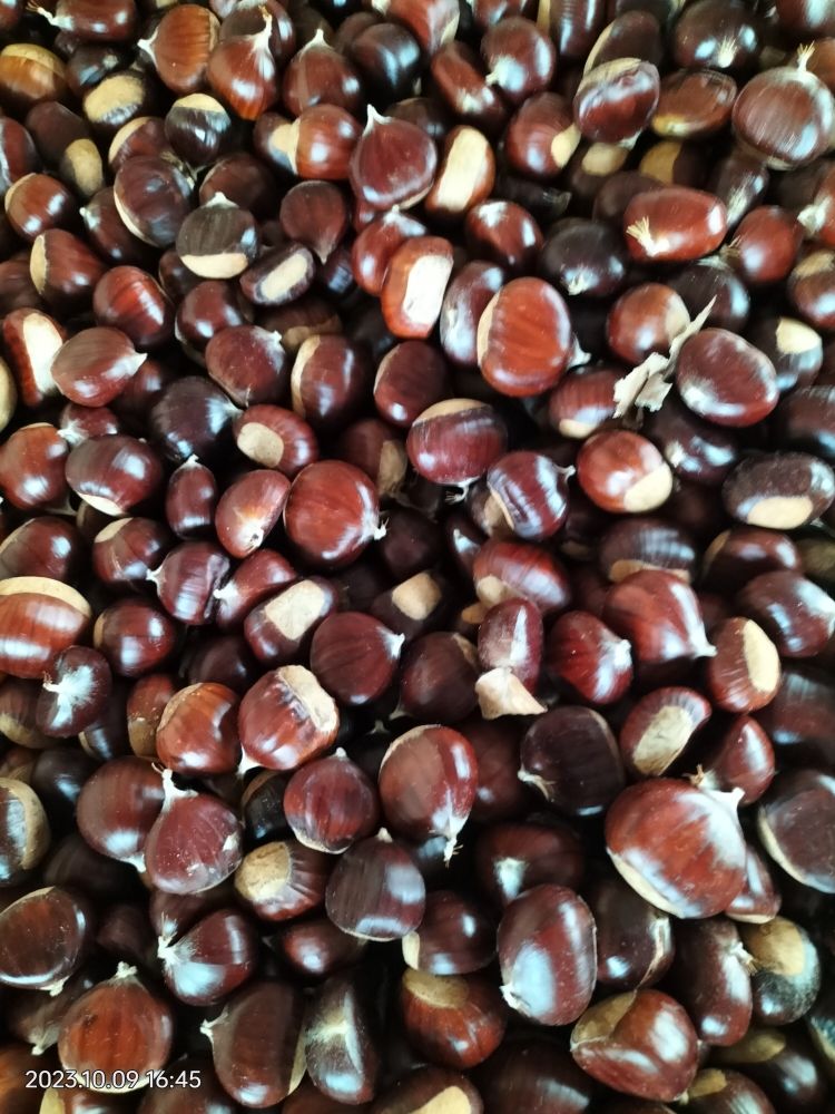 ch�taignes 3 Reichshoffen (67)